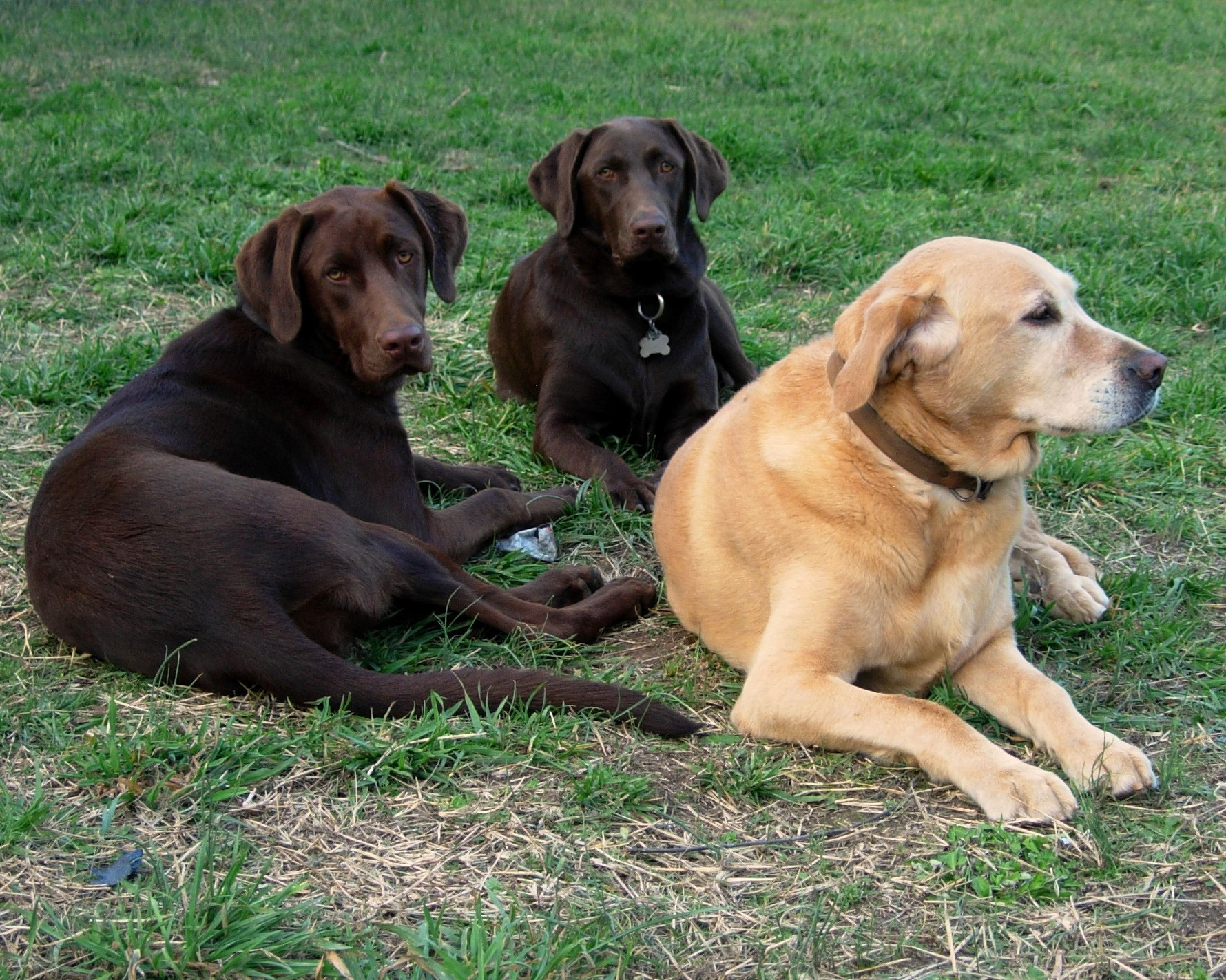 The girls: Coco, Brownie & Grace
